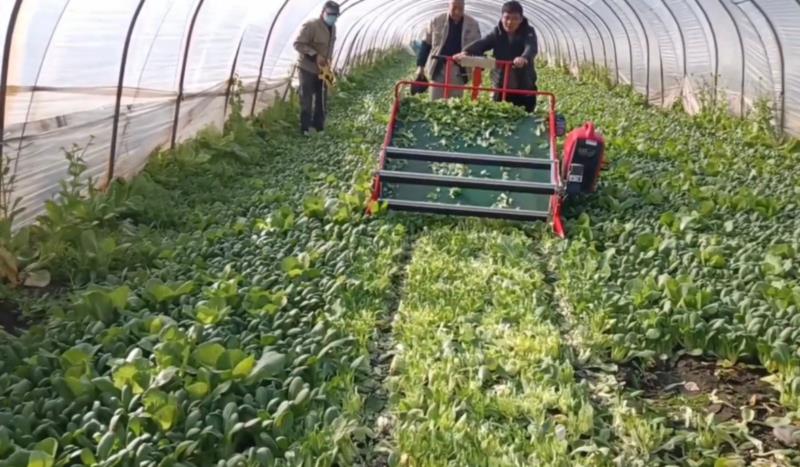 集盈农业科技4UM-120X平地栽植叶菜收割机完成田间耐久测试